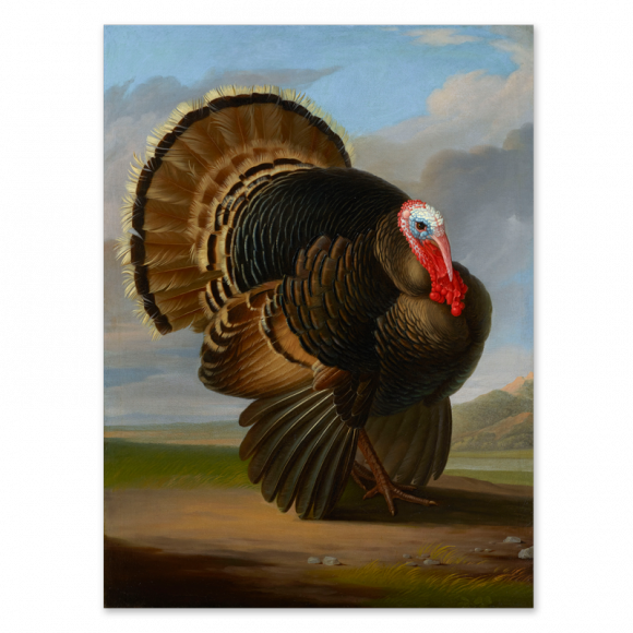 Wild Turkey Image 1